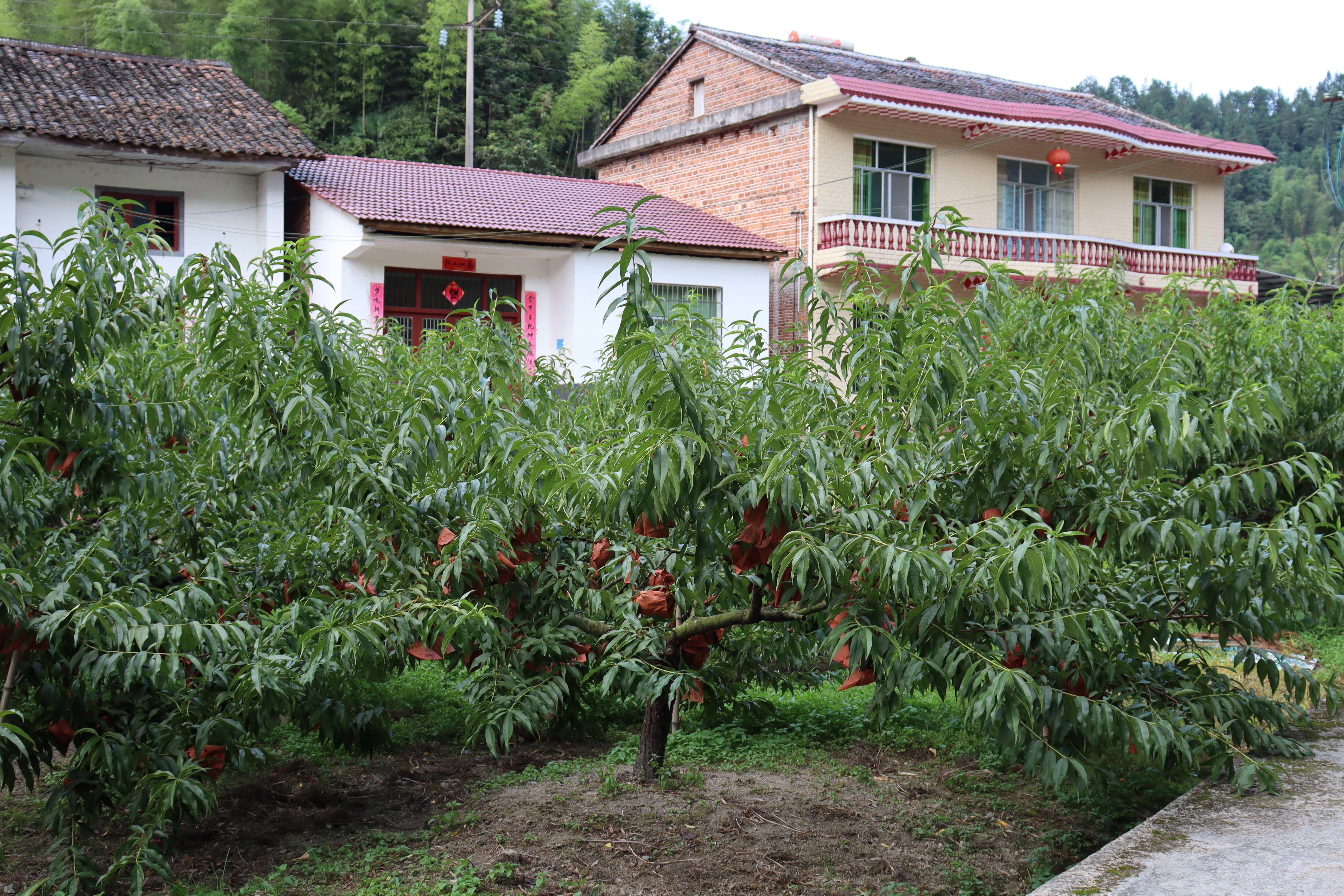 388vip太阳集团官网388vip太阳集团官网：情系畲族村 逐梦新征程